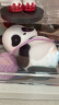 52TOYS Panda Roll日常第一弹盲盒潮玩动漫手办玩具单只价同618 实拍图