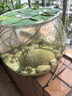 高清鱼缸 生态缸桌面溪流缸迷你金鱼缸小型水族箱养鱼龟缸PET 超大号鱼缸【超清8K高透/摔不碎/久用不糊】 实拍图