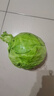 新鲜甘蓝包菜卷心菜新鲜嫩绿莲花白现摘现发到京东来买菜 新鲜包菜 2.5-3斤 人工挑拣 实拍图