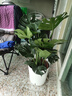 植男植女老桩龟背竹大盆栽客厅室内大型植物真绿植办公室新房好养源头直发 实拍图