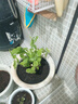 重瓣茉莉花盆栽浓香型南方四季开花带盆驱蚊绿植花卉室内阳台庭院 茉莉4~5棵带花苞发货【送郁金香高档陶瓷盆】 实拍图