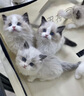 奥丁（ODIN）猫粮 鲜肉美毛 幼猫成猫美短英短蓝猫暹罗猫 鱼肉味天然猫粮2kg 实拍图