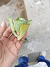 多肉植物精选图片品种发货照图办公室室内阳台桌面图片品种指定品 红宝石+碧桃+吉娃娃+蓝苹果+盆土 实拍图