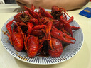 河乡虾农【顺丰空运】湖北鲜活小龙虾清水虾现捕现捞青壳红壳特大活体新鲜 3斤-大虾6789(大概45只) 实拍图