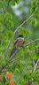 尼康（Nikon）Z卡口镜头 尼克尔 尼康Z系列微单相机镜头 Z180-600mmF/5.6-6.3 超长焦镜头 官方标配 实拍图