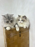 伯纳天纯经典系列通用蓝猫金渐层美短成猫猫粮毛球管理10kg/20斤 实拍图