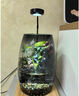 苔藓微景观绿植养鱼生态瓶办公面摆件客厅造景水培小盆栽生日礼物 翠微香（实木底座） 实拍图