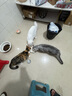 皇家搭档猫罐头成猫幼猫通用猫零食高汤补水鸡肉羊奶奶昔混合85g*24罐 实拍图