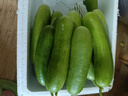 低卡早餐奶油黄瓜减脂夏季零食白玉水果黄瓜脆甜可口生鲜蔬菜 畅销款 20根左右 泡沫箱发货 5斤 实拍图