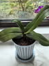 芷郁树脂塑料花盆防陶瓷花盆大号绿萝月季多肉小花盆室内阳台 小号 实拍图