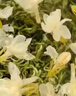 匠界茶叶2025茉莉银针新茶嫩芽浓香型花草茶白毫银针花茶罐装50g 实拍图