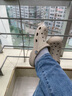 卡骆驰（crocs）洞洞鞋男鞋女鞋 25夏季新款贝雅拖鞋轻便透气情侣鞋沙滩鞋凉鞋 贝雅系列-卵石色 41 -42 /M8W10/260mm 实拍图