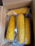 天勤粒粒净有机小香糯玉米3.5斤（8穗）鲜食糯玉米棒玉米真空包装早餐代餐 实拍图