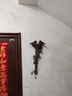 麦富迪狗粮 无谷牛肉双拼粮10kg 成犬小型犬泰迪比熊博美 实拍图
