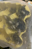 【速发】白蛐蛐蟋蟀活体饲料蜥蜴守宫蜘蛛龙鱼鸟食物针头蟋蟀油葫芦 1-2厘米 白蟋蟀100只 实拍图