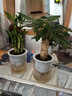 墨一竹柏早安盆 花卉植物室内绿植办公室绿植欧式ins风美观 源头直发 实拍图