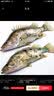 京乐狳桂鱼淡水鳜鱼鳌花鱼现捕鲜活现杀整条季花鱼 一条约750g(净膛前)现杀现发 2条装 实拍图