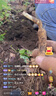 帮宝适【夏天散热王者】一级帮拉拉裤夏季超薄透气XL64片 尿不湿尿裤 实拍图