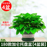 双盟绿萝盆栽除甲醛花卉绿植办公室新房净化空气180托盘4盆装源头直发 实拍图