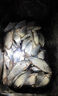 民间艺人咬钩变色夜光漂黑坑加长电子漂日夜两用鱼漂高灵敏鲫鱼大物浮漂 ET04漂长44.5CM吃铅2.16g水无影 实拍图