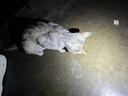 皇家皇家成猫猫粮 营养均衡 F32 通用粮 1-7岁 2KG 实拍图