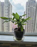 发财树盆栽大植物室内办公室桌面客厅小盆景招财树苗绿植花卉盆栽 三杆发财树 5-8cm【繁星吸水盆】 【送肥料】 实拍图