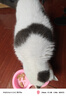 陪伴岁月猫罐头375g猫罐头猫咪湿粮营养宠物零食大容量 牛肉375g*6罐 实拍图