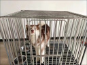 麦富迪狗粮 藻趣儿2.5kg 成犬中大型小型犬通用（牛肉螺旋藻）金毛泰迪 实拍图