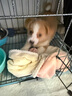 比乐鸭肉梨全价成幼犬全价狗粮1.5kg小型中大型犬泰迪金毛通用3斤 实拍图