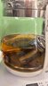 同仁堂菊花枸杞决明子茶養盰護肝茶金银花甘草牛蒡根熬夜上火养生茶150g 实拍图