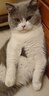 伟嘉猫粮成猫全价猫粮亮毛均衡营养10kg海洋鱼味夹心粮【原料透明】 实拍图