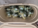 绽家×奥黛丽赫本洗衣凝珠 香草茉莉与晚香玉12.5g*60颗4腔浓缩洗衣液 实拍图