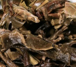 大益TAETEA茶叶普洱茶生茶7542饼茶提装礼盒 200g*7饼 经典标杆口粮茶 实拍图