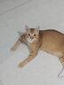 伟嘉猫粮成猫夹心粮 全价粮吞拿鱼1.3kg布偶蓝猫橘猫加菲英短猫咪 实拍图