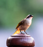 腾龙（Tamron）A056S 70-180mm F/2.8 Di III VXD一代大光圈长焦变焦 旅游运动 索尼全画幅微单镜头(索尼全幅E口) 实拍图