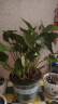 双盟绿萝盆栽除甲醛花卉绿植办公室新房净化空气180加仑2盆装源头直发 实拍图