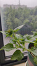 春雨（Papa recipe）黑色清洁毛孔蜂蜜面膜10片 补水保湿温和控油母亲节礼物送女生 实拍图