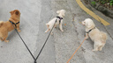 力狼狗粮 全价成犬粮 博美泰迪金毛阿拉斯加边牧大中小犬型粮 通用型成犬粮2.5kg 实拍图