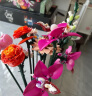 乐高（LEGO）积木拼装10342 粉黛花束永生花男孩女孩玩具生日礼物 实拍图
