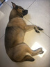 福来恩原研药增效滴剂 犬中3支 1.34ml+犬心保M单粒 实拍图