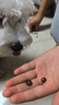 耐吉斯鲜肉Pro夹心狗粮冻干成犬幼犬益生菌鸭肉梨泪痕管理 鲜肉升级1.5kg 实拍图