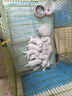 皇家皇家狗粮幼犬奶糕幼犬狗粮宠物小型犬MIS30全价犬粮 ≤2月1KG 实拍图