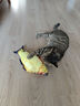 憨憨乐园猫玩具鱼猫薄荷逗猫猫抱枕草鱼幼猫宠物仿真猫咪鱼玩具非电动HD 实拍图