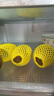 佳沛（zespri）新西兰  阳光金奇异果6粒装 单果约77-103g  源头直发  猕猴桃 实拍图
