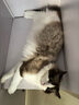 多特思（DOTUS）猫零食猫条混合口味15g*100支0添加0诱食剂成幼猫咪零食罐头湿粮 实拍图
