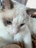 猫乐适半封闭猫砂盆防溅防臭易清洗大容量猫厕所成幼猫通用开放式猫砂盆 【白色】大面包15L+铲子 实拍图