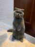奥丁（ODIN）猫粮 美短英短蓝猫暹罗猫 鱼肉味猫咪食品 成猫全价猫粮2kg 实拍图