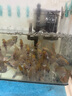 YEE鱼缸氧气泵双孔养鱼充氧泵增氧机低音小型家用打氧器增氧泵5w  实拍图