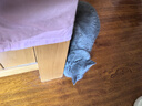 麦德氏猫咪螯合微量元素片约120片双层片改善异食症补充微量元素 实拍图