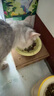 LEGENDSANDY蓝氏全价猫粮生鲜高能系列成猫幼猫 试用 试吃 猎鸟乳鸽 50g*5 实拍图